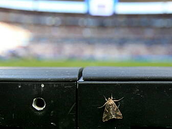 Turns out moths invaded the St...
